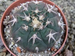 Gymnocalycium spegazzinii unguispinum SL 44b, pot 6,5 cm - 12403155
