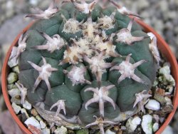 Gymnocalycium spegazzinii unguispinum SL 44b, pot 5,5 cm