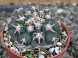 Gymnocalycium spegazzinii unguispinum SL 44b, pot 5,5 cm - 12403157