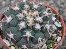 Gymnocalycium spegazzinii unguispinum SL 44b, pot 5,5 cm - 12403159