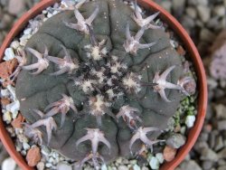 Gymnocalycium spegazzinii unguispinum SL 44b, pot 5,5 cm - 12403160