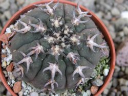 Gymnocalycium spegazzinii unguispinum SL 44b, pot 5,5 cm