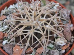 Gymnocalycium spegazzinii punillaense Tom 06-81/1 El Obelisco, pot 5,5 cm - 12403164