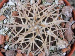 Gymnocalycium spegazzinii punillaense Tom 06-81/1 El Obelisco, pot 5,5 cm