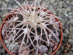 Gymnocalycium spegazzinii punillaense Tom 06-81/1 El Obelisco, pot 5,5 cm