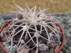Gymnocalycium spegazzinii punillaense Tom 06-81/1 El Obelisco, pot 5,5 cm - 12403167