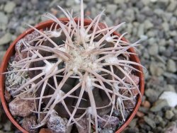Gymnocalycium spegazzinii punillaense Tom 06-81/1 El Obelisco, pot 5,5 cm - 12403168