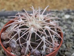 Gymnocalycium spegazzinii punillaense Tom 06-81/1 El Obelisco, pot 5,5 cm - 12403169