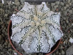 Astrophytum Z Jasenné pot 6,5 cm - 12403178