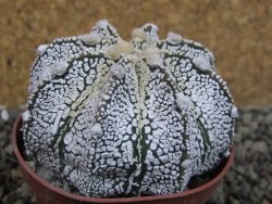 Astrophytum Z Jasenné pot 6,5 cm - 12403179