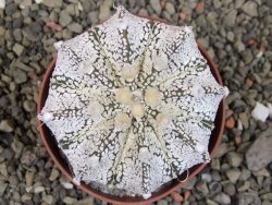 Astrophytum Z Jasenné pot 6,5 cm - 12403181