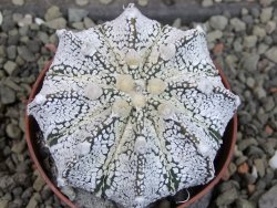 Astrophytum Z Jasenné pot 6,5 cm