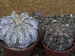 Astrophytum Z Jasenné pot 6,5 cm - 12403184