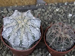 Astrophytum Z Jasenné pot 6,5 cm - 12403185