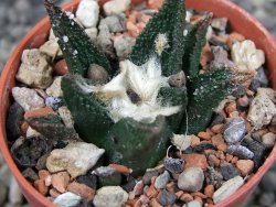 Ariocarpus bravoanus El Ňuňez pot 5,5 cm
