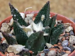 Ariocarpus bravoanus El Ňuňez pot 5,5 cm - 12403206