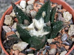 Ariocarpus bravoanus El Ňuňez pot 5,5 cm - 12403207