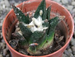 Ariocarpus bravoanus El Ňuňez pot 5,5 cm - 12403208