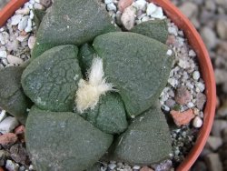 Ariocarpus lloydii pot 5,5 cm - 12403210