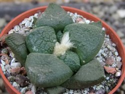 Ariocarpus lloydii pot 5,5 cm - 12403211