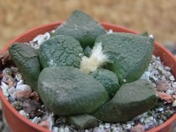 Ariocarpus lloydii pot 5,5 cm - 12403212