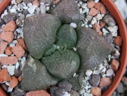 Ariocarpus lloydii pot 5,5 cm