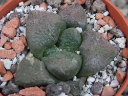 Ariocarpus lloydii pot 5,5 cm - 12403214