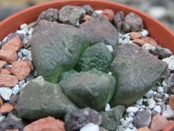 Ariocarpus lloydii pot 5,5 cm - 12403215