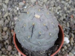 Tephrocactus geometricus pot 5,5 cm - 12403243
