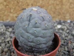 Tephrocactus geometricus pot 5,5 cm - 12403244