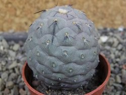Tephrocactus geometricus pot 5,5 cm