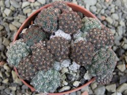 Puna bonniae pot 5,5 cm