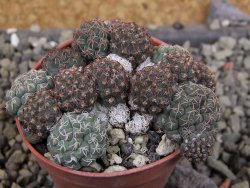 Puna bonniae pot 5,5 cm - 12403253