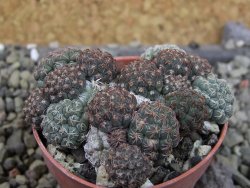 Puna bonniae pot 5,5 cm - 12403254