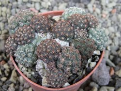 Puna bonniae pot 5,5 cm - 12403255