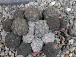 Puna bonniae pot 5,5 cm - 12403256