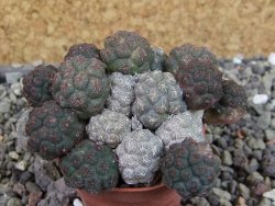 Puna bonniae pot 5,5 cm