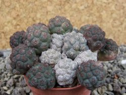 Puna bonniae pot 5,5 cm - 12403258