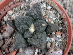 Ariocarpus fissuratus Puertecitos, pot 5,5 cm