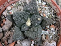 Ariocarpus fissuratus Puertecitos, pot 5,5 cm - 12403272