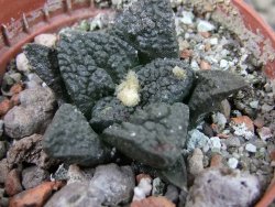 Ariocarpus fissuratus Puertecitos, pot 5,5 cm - 12403273