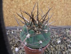 Gymnocalycium armatum LH1431 Pajcho centro, Tarija, pot 5,5 cm - 12403319