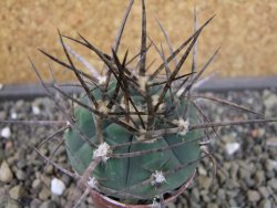 Gymnocalycium armatum LH1431 Pajcho centro, Tarija, pot 5,5 cm