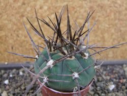 Gymnocalycium armatum LH1431 Pajcho centro, Tarija, pot 5,5 cm - 12403321