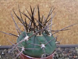Gymnocalycium armatum LH1431 Pajcho centro, Tarija, pot 5,5 cm - 12403322