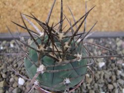 Gymnocalycium armatum LH1431 Pajcho centro, Tarija, pot 5,5 cm - 12403323