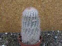 Echinocereus reichenbachii albispinus x bayleyi pot 6,5 cm