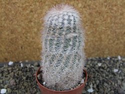 Echinocereus reichenbachii albispinus x bayleyi pot 6,5 cm - 12403328