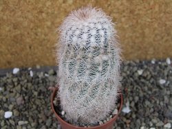 Echinocereus reichenbachii albispinus x bayleyi pot 6,5 cm - 12403329