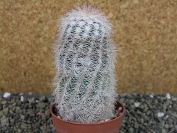 Echinocereus reichenbachii albispinus x bayleyi pot 6,5 cm - 12403330